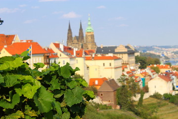 Obraz premium Old town houses with orange roofs against blue sky and green plants. Prague.