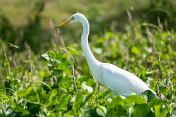 Young heron on the hot summer day, Thailand