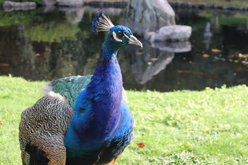 Obraz premium peacock in the park