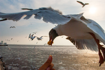 a bird flying and hunting for food