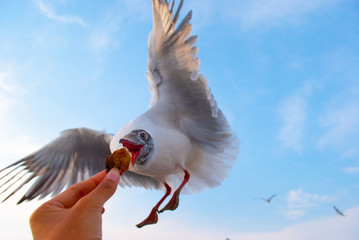 a bird flying and hunting for food