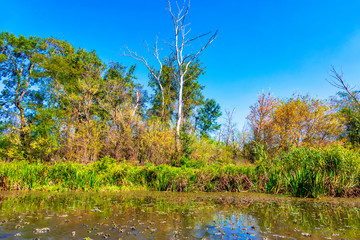 Obraz premium Details of the wetland landscape. Imperial Pond nature reserve. Carska Bara, Vojvodina, Serbia. Image