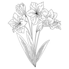 Amaryllis lily flower bouquet graphic black white isolated sketch illustration vector