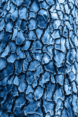 Unusual tree bark close up for background. Vertical frame. Blue tinting.