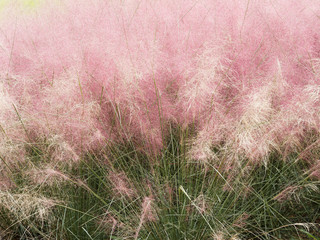 (Muhlenbergia capillaris) Hairawn muhly grass exploding into pink frothy cotton in the meadow 