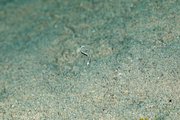 The surprising underwater world of the Indian and Pacifical Oceans