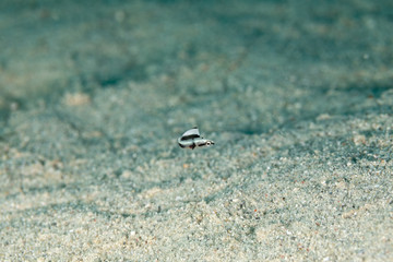 The surprising underwater world of the Indian and Pacifical Oceans