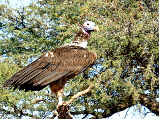 Lappet-faced vulture in Dronfield Nature Reserve