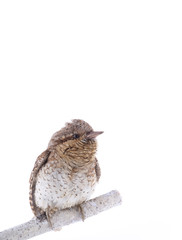 portrait Eurasian wryneck (Jynx torquilla) isolated on a white background