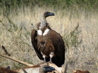 White-backed vultures in Dronfield Nature Reserve