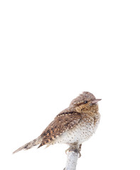 portrait Eurasian wryneck (Jynx torquilla) isolated on a white background