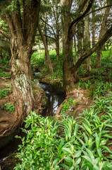 Fototapeta premium Little creek in New Zealand forest