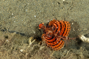 The surprising underwater world of the Indian and Pacifical Oceans