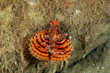 The surprising underwater world of the Indian and Pacifical Oceans