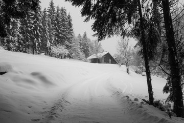 Neve