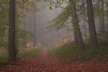 Obraz premium Mountain road in the foggy forest of Monte Cucco, Umbria