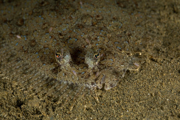 The surprising underwater world of the Indian and Pacifical Oceans
