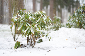 Green plants damaged by sudden snow