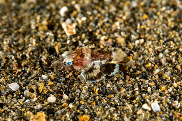 The surprising underwater world of the Indian and Pacifical Oceans