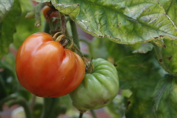 tomatoes on the vine