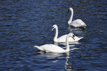 Fototapeta premium Three swans on a lake
