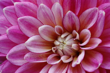 Close up of a pink dahlia