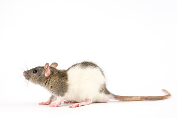decorative hand rat on white background
