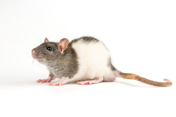 decorative hand rat on white background