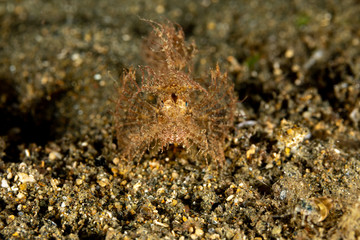 The surprising underwater world of the Indian and Pacifical Oceans