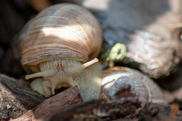 Schnecken 3