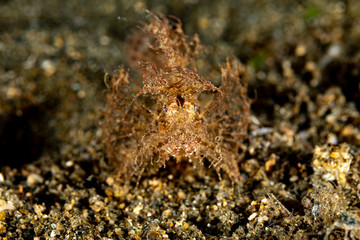 The surprising underwater world of the Indian and Pacifical Oceans