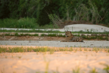 Ein Jaguar liegt bei Sonnenuntergang auf einer Sandbank in der Seitenansicht