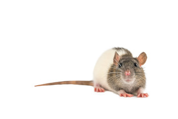 decorative hand rat on white background