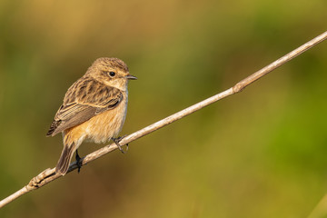 Female Pied Bushchat perching on grass stalk looking into a distance