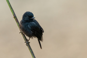 Male Pied Bushchat perching on a branch looking into a distance
