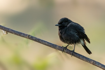 Male Pied Bushchat perching on a branch looking into a distance