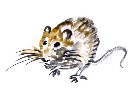 Mouse watercolor on white background.