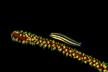 The surprising underwater world of the Indian and Pacifical Oceans