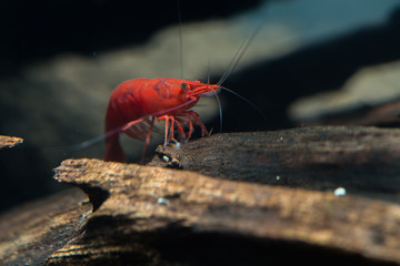 Red Cherry Shrimp