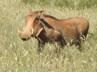 Warthog in Mokala NP