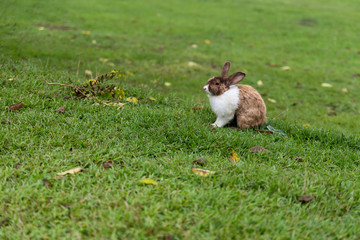rabbit on green grass