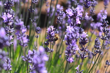 purple flowers in the field
