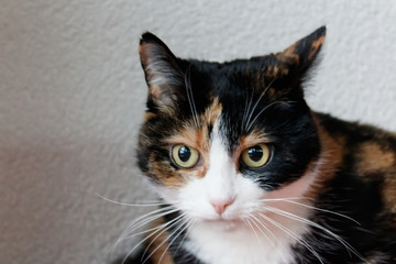 Katze dreifarbig. Portrait der Katze Julie