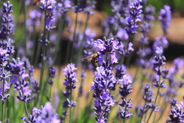 purple flowers in the field