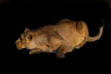 lioness on a black background. lies wary of the type in ambush. powerful lion female with a strong...