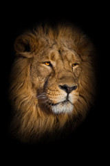 lion male with chic mane portrait close-up.