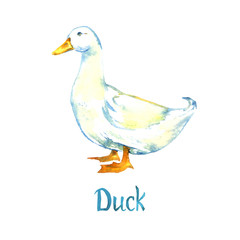 White duck standing, side view, hand painted watercolor illustration design element for invitation, card, print, posters