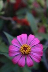 pink flower