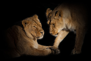  lioness girlfriends are cute chatting close-up. on a black background.