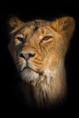 looks suspiciously. lioness female muzzle closeup on a black background.